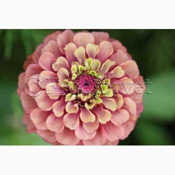 Blomsterfr, Zinnia elegans Queen Red Lime - Frkenhat (ca. 35 fr)