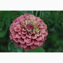 Blomsterfr Frkenhat, blan. Queeny Red and Lime (min. 10 fr)