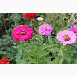 Zinnia elegans Dahlia - Frkenhat (ca. 80 fr)