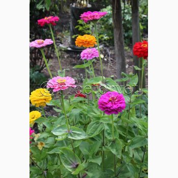 Zinnia elegans Dahlia - Frkenhat (ca. 80 fr)