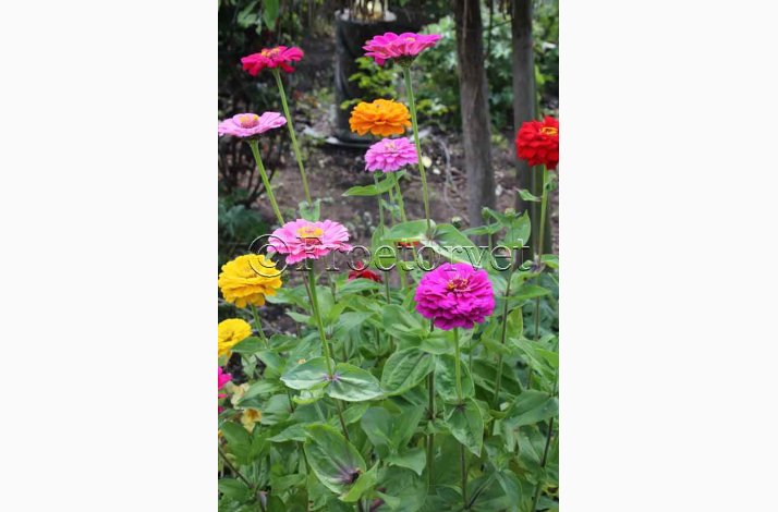 Zinnia elegans Dahlia - Frkenhat (ca. 80 fr)