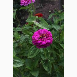Zinnia elegans Dahlia - Frkenhat (ca. 80 fr)
