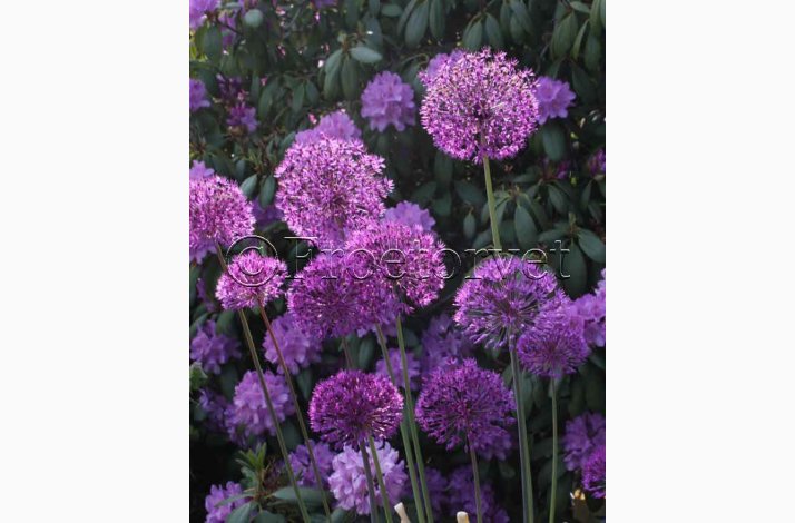 Allium purple sensation (15 lg)- prydlg