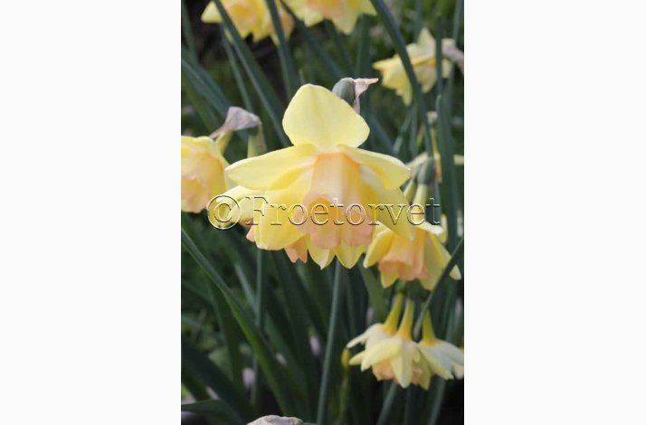 Narcis Blushing lady (10 lg) - Botanisk Narcis