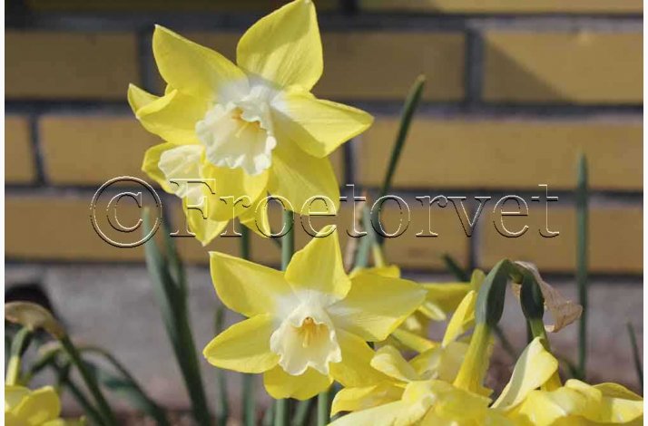 Narcis pipit (10 lg)- Botanisk narcis