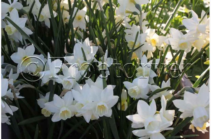 Narcis Sailbot (5 lg) - Botanisk Narcis