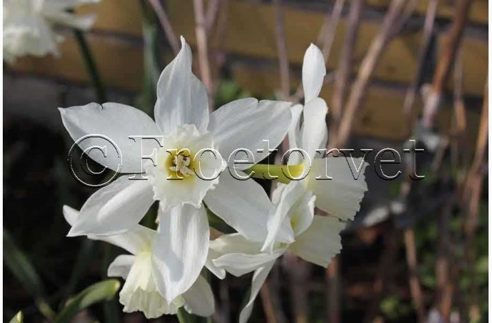 Narcisser Triandrus Thalia (10 lg), Botanisk Narcis