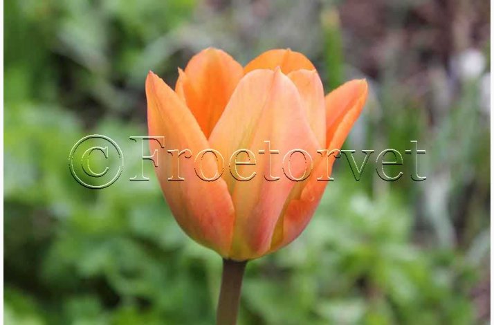 Tulipan Orange Emperor (10 lg) Fosteriana - Botanisk tulipan