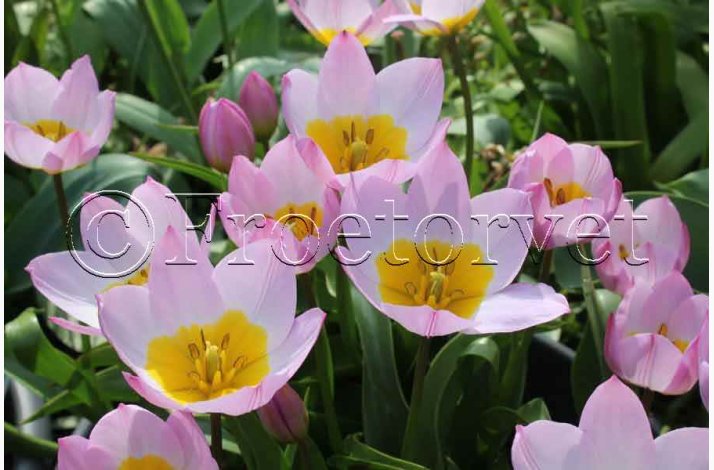 Tulipan bakeri lilac wonder (15 lg) - Botaniske tulipaner