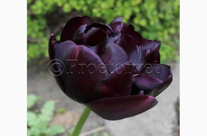Tulipan black hero (5 lg) -Tulipanlg