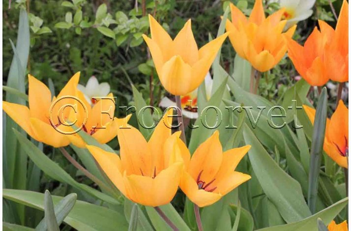Tulipan praestans shogun (10 lg) - tulipanlg - Botaniske tulipaner