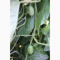 Agurk - Zehneria Melothria scabra - Mexicansk Agurk (75 fr)