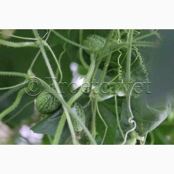 Agurk - Zehneria Melothria scabra - Mexicansk Agurk (75 fr)