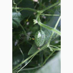 Agurk - Zehneria Melothria scabra - Mexicansk Agurk (75 fr)