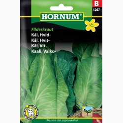 Spidskl - Hvid Filderkraut - Spidskl (min. 75 fr)