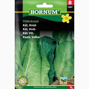 Spidskl - Hvid Filderkraut - Spidskl (min. 75 fr)