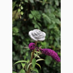 Rosalie Granicium - stk. pris