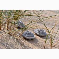 Rosalie Granicium - stk. pris