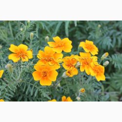 Tagetes SPERLI's Orangemeer - Blomster og blade citronagtig smag