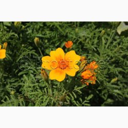 Tagetes SPERLI's Orangemeer - Blomster og blade citronagtig smag