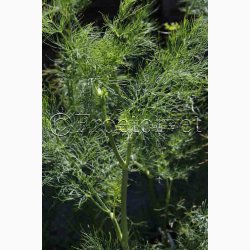 Dildfr Anethum graveolens Dild Mammut - Bladdild