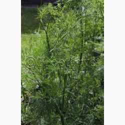 Dildfr Anethum graveolens Dild Mammut - Bladdild