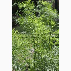 Dildfr Anethum graveolens Dild Mammut - Bladdild