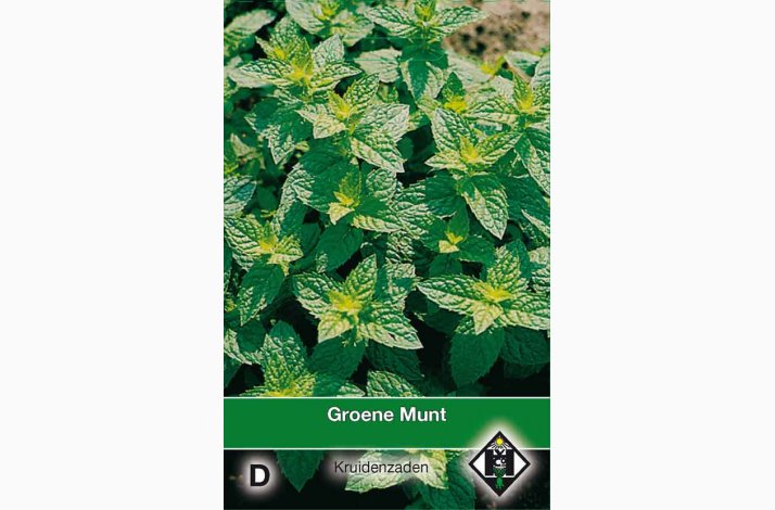 Mentha spicata (V) -Grn mynte (ca. 150 fr)