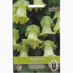 Cobaea scandens alba- Klokkeranke (ca.15 fr)