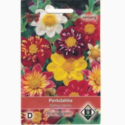 Dahlia Variabilis Dandy - Georgine (ca. 70 fr)