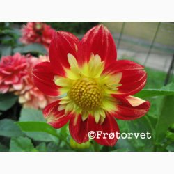 Dahlia Variabilis Dandy - Georgine (ca. 70 fr)