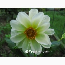 Dahlia Variabilis Dandy - Georgine (ca. 70 fr)