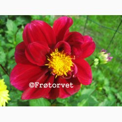 Dahlia Variabilis Dandy - Georgine (ca. 70 fr)