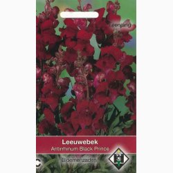 Lvemund Antirrhinum majus nanum Black Prince - Lvemund (ca. 300 fr)