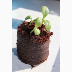 Trvefri kompostbriketter 50 stk