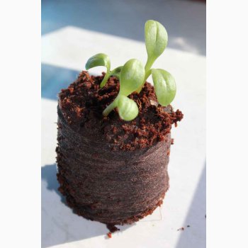 Trvefri kompostbriketter 50 stk